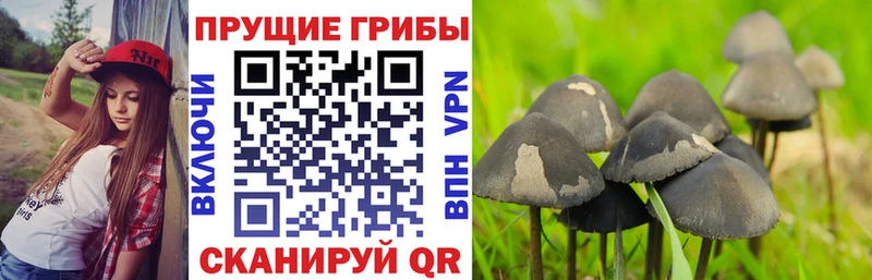 мега ТОР Сибай Псилоцибиновые грибы мухоморы